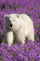 Polar Bear (Ursus maritimus) in a field of fireweed, Hudson Bay, Canada