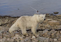Polar Bear (Ursus maritimus) harassed by Arctic Tern (Sterna paradisaea) defending nest, Hudson Bay, Canada