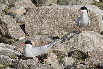 Arctic Tern (Sterna paradisaea) pair at nest site, Hudson Bay, Canada