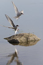 Arctic Tern (Sterna paradisaea) pair taking flight from rock, Hudson Bay, Canada