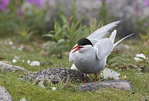 Arctic Tern (Sterna paradisaea) at nest with two chicks, Hudson Bay, Canada