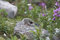 Arctic Tern (Sterna paradisaea) chick only a few days old, Hudson Bay, Canada