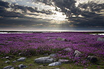 Fireweed (Chamerion angustifolium) covered island at sunset, Hudson Bay, Canada