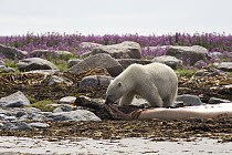 Polar Bear (Ursus maritimus) feeding on carcass of Beluga (Delphinapterus leucas), Hudson Bay, Canada