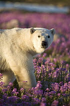 Polar Bear (Ursus maritimus) male in field of fireweed, Hudson Bay, Canada