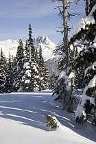 Spearhead Range seen from Whistler Mountain in winter, Whistler, British Columbia, Canada