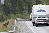 Alaska Moose (Alces alces gigas) calf trying to cross highway, Sutton, Alaska