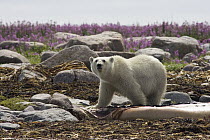 Polar Bear (Ursus maritimus) feeding on carcass of Beluga (Delphinapterus leucas), Hudson Bay, Canada