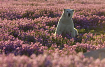 Polar Bear (Ursus maritimus) female in a field of fireweed, Hudson Bay, Canada