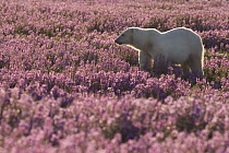 Polar Bear (Ursus maritimus) female in a field of fireweed, Hudson Bay, Canada