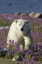 Polar Bear (Ursus maritimus) male in a field of fireweed, Hudson Bay, Canada