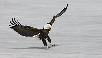 Bald Eagle (Haliaeetus leucocephalus) landing on frozen lake, Kenora, Canada