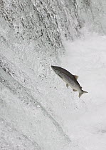 Sockeye Salmon (Oncorhynchus nerka) attempting to jump Brooks Falls, Katmai National Park, Alaska