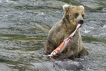 Grizzly Bear (Ursus arctos horribilis) stripping skin from captured Sockeye Salmon (Oncorhynchus nerka), Katmai National Park, Alaska