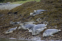 Harbor Seal (Phoca vitulina) group hauled out on seaweed and barnacle covered rock, Katmai National Park, Alaska