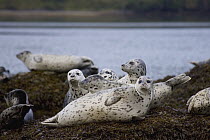 Harbor Seal (Phoca vitulina) group hauled out on rock, Katmai National Park, Alaska