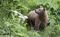 Grizzly Bear (Ursus arctos horribilis) yearling cub feeding on cow parsnip, Katmai National Park, Alaska