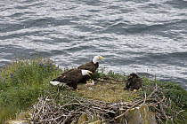 Bald Eagle (Haliaeetus leucocephalus) parents in nest with eaglet, Katmai National Park, Alaska
