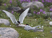 Arctic Tern (Sterna paradisaea) feeding fish to chick, Hudson Bay, Canada
