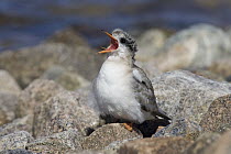 Arctic Tern (Sterna paradisaea) chick begging for food, Hudson Bay, Canada