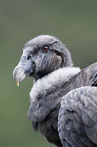 Andean Condor (Vultur gryphus) at rehabilitation center, Condor Huasi Project, Hacienda Zuleta, Cayambe, Ecuador