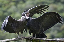 Andean Condor (Vultur gryphus) pair, wild birds visiting captives in rehabilitation center, Condor Huasi Project, Hacienda Zuleta, Cayambe, Ecuador