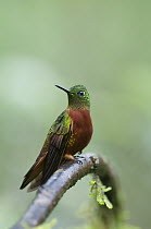 Chestnut-breasted Coronet (Boissonneaua matthewsii) hummingbird, Guango, Ecuador