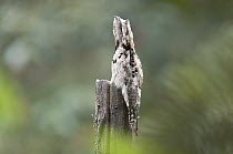 Common Potoo (Nyctibius griseus) camouflaged on stump, Bellavista Cloud Forest Reserve, Ecuador
