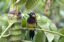 Crimson-mantled Woodpecker (Colaptes rivolii), San Isidro Cloud Forest, Ecuador