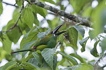 Crimson-rumped Toucanet (Aulacorhynchus haematopygus) swallowing fruit in rainforest canopy, Bellavista Cloud Forest Reserve, Ecuador