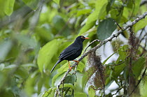 Glossy-black Thrush (Turdus serranus) in rainforest tree, Bellavista Cloud Forest Reserve, Ecuador