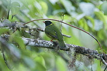 Green-and-black Fruiteater (Pipreola riefferii) in canopy, Bellavista Cloud Forest Reserve, Ecuador