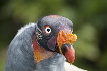 King Vulture (Sarcoramphus papa) captive in anticipation for release, Andean foothills, Ecuador