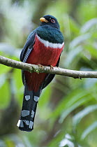 Masked Trogon (Trogon personatus), Bellavista Cloud Forest Reserve, Ecuador