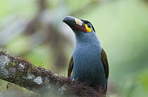 Plate-billed Mountain-Toucan (Andigena laminirostris), Bellavista Cloud Forest Reserve, Ecuador