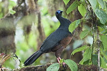 Sickle-winged Guan (Chamaepetes goudotii), Bellavista Cloud Forest Reserve, Ecuador