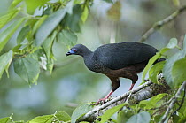 Sickle-winged Guan (Chamaepetes goudotii), Bellavista Cloud Forest Reserve, Ecuador