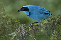 Turquoise Jay (Cyanolyca turcosa), Bellavista Cloud Forest Reserve, Ecuador