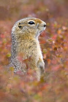 Arctic Ground Squirrel (Spermophilus parryii) standing guard, Alaska