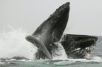 Humpback Whale (Megaptera novaeangliae) emerging to swallow prey as the final step for bubble-net feeding, Chatham Strait, Alaska