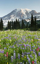 Western Pasqueflower (Anemone occidentalis), Paintbrush (Castilleja sp) and Lupine (Lupinus sp) wildflowers in summer with Mount Rainier in the background, Paradise Meadow, Mount Rainier National Park...