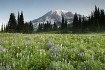 Western Pasqueflower (Anemone occidentalis), Paintbrush (Castilleja sp) and Lupine (Lupinus sp) wildflowers in summer with Mount Rainier in the background, Paradise Meadow, Mount Rainier National Park...