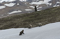 Grizzly Bear (Ursus arctos horribilis) mother and yearling cubs running away from male standing on the ridge, Alaska