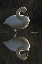 Trumpeter Swan (Cygnus buccinator) standing in pond, Alaska