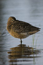 Long-billed Dowitcher (Limnodromus scolopaceus) in breeding plumage with its bill tucked into its feathers, Alaska