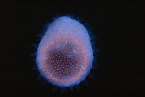 Salp (Pyrosoma sp), San Diego, California