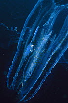 Comb Jelly (Leucothea sp), San Diego, California