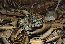 Arroyo Toad (Bufo californicus), San Diego, California