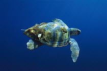 Loggerhead Sea Turtle (Caretta caretta) with invertebrates on its shell, San Diego, California