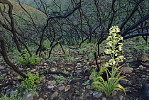 Death Camas (Zigadenus sp) flowering with burned Toyon (Heteromeles sp) behind, San Diego, California